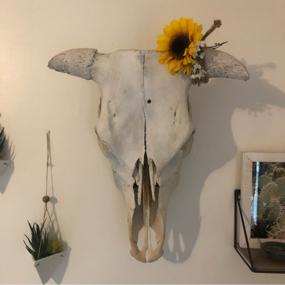 Skull